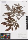 Foto von Salix cinerea L.
